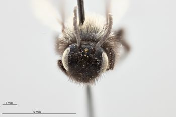 Media type: image;   Entomology 771217 Aspect: head frontal view